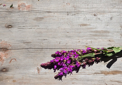 Photo backdrop with sage flowers. Space for writing.