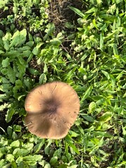 mushrooms in the forest © Amber