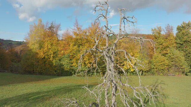 AERIAL: Old leafless fruit tree stands alone in sunny meadow, framed by colorful autumn woodland and rolling countryside. Its twisted branches cast long shadows across green grass beneath cloudy sky.