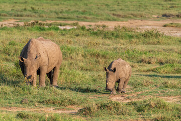 Close-up of an encounter with a White Rhinoceros -Ceratotherium simum- grazing in Lake Nakuru national park, Kenya. © Goldilock Project