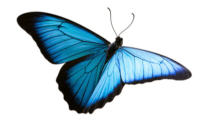Isolated delicate and vibrant blue butterfly with open iridescent wings, showcasing its exquisite natural beauty © Niamh