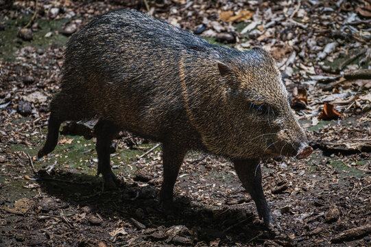 White-lipped peccary (Tayassu pecari)