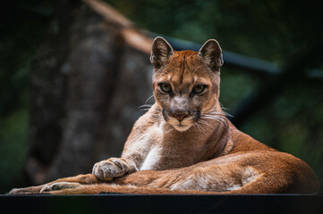 Cougar (Puma concolor) © JuanPablo