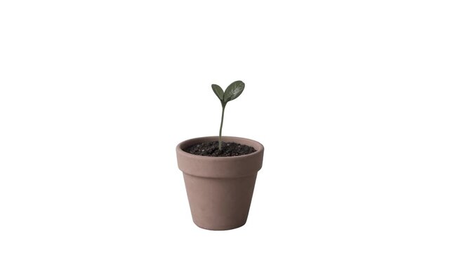 Seedling or sprout growing up to a sapling or cutting in a plant pot with earth. White background easy to remove for transparency. 