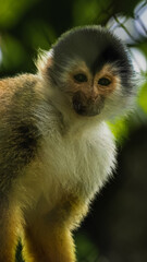 Central American squirrel monkey (Saimiri oerstedii) © JuanPablo