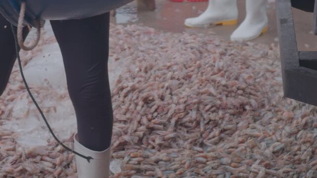 Worker unloading raw shrimp byproducts from a blue plastic barrel on a truck to concrete ground at a coastal market to supply lobster and marine fish floating farms