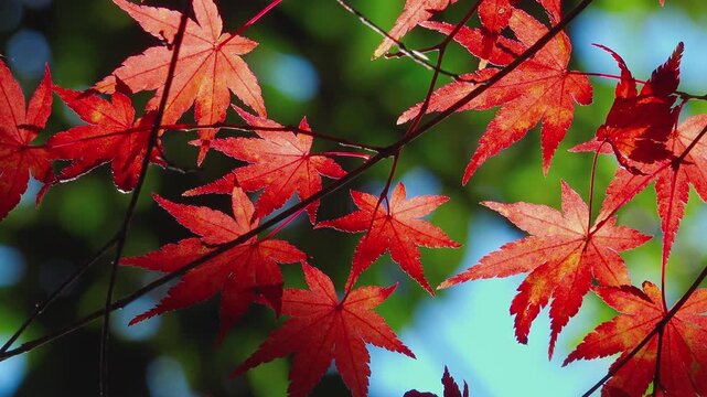 Close Up of Translucent Red Maple Leaves Swaying in the Breeze