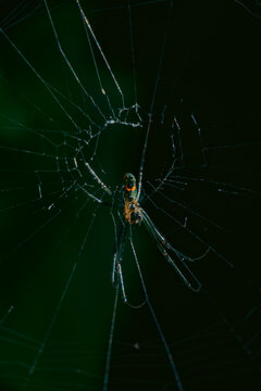 argiope spiderweb