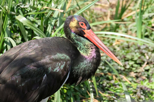 Black Stork (Ciconia nigra)