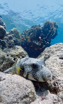 White-spotted pufferfish (Arothron hispidus) in the Red Sea