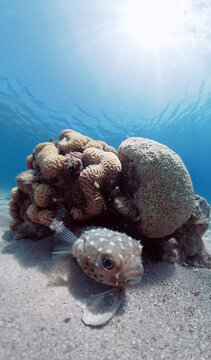 Spotbase burrfish or yellowspotted burrfish (Cyclichthys spilostylus) in the Red Sea