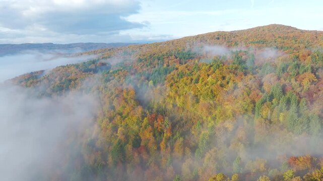 AERIAL: Wisps of morning mist weave through vast autumn forest covering rolling hills. Golden, orange and green treetops stretch toward distant ridges. Calm and richly layered seasonal landscape.