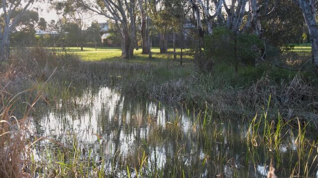Riparian wetland along Laverton Creek with calm water reflections, aquatic reeds, and mature eucalyptus trees near residential parkland in Laverton, Melbourne, Victoria, Australia. Suburban waterway