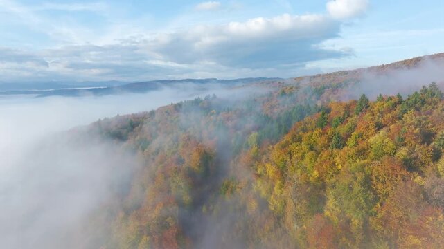 AERIAL: Colorful autumn forest covers rolling hills as soft morning mist drifts between the wooded slopes. Golden, orange and green treetops glow beneath a bright blue sky in the peaceful countryside.