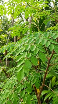 Moringa leaves branch