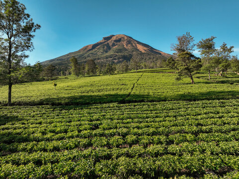 Aerial view of Sikatok Tea Plantation with vibrant green tea bushes in neat rows, set against a majestic mountain under a clear blue sky, Kecamatan Kejajar, Jawa Tengah, Indonesia.