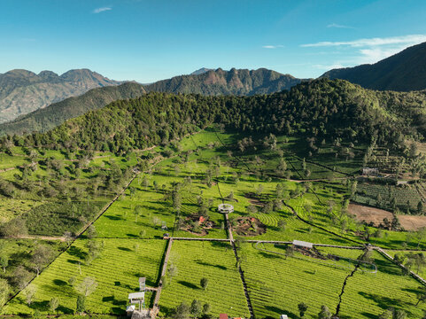 Aerial view of Sikatok Tea Plantation with lush green tea bushes, wooden walkways, and surrounding mountains under a clear blue sky in Kecamatan Kejajar, Jawa Tengah, Indonesia.