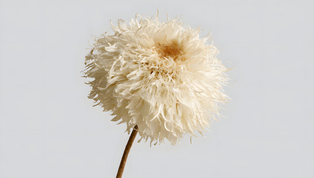 A flower, white with a brown center, taped to the stem, is placed on a transparent background