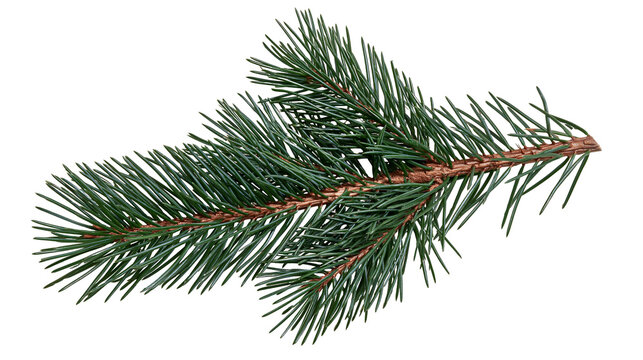 Isolated green pine branch with vibrant needles, a festive evergreen twig for winter holidays