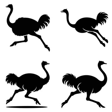 Running ostrich silhouettes against a white background silhouette