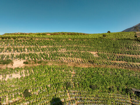 Aerial view of Glapansari Tobacco Plantation featuring lush green terraced crops on a hillside under a clear blue sky in Parakan, Central Java, Indonesia.