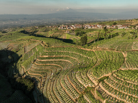 Aerial view of Glapansari Tobacco Plantation with lush green terraced fields and a village nestled in the rolling hills of Parakan, Central Java, Indonesia.