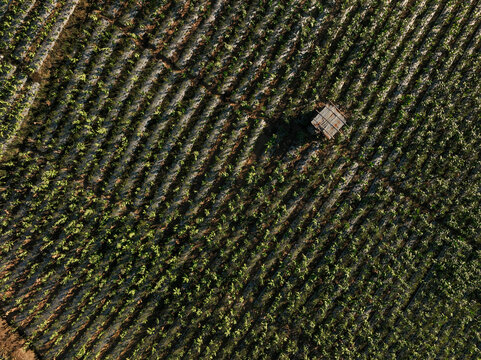Aerial view of Glapansari Tobacco Plantation with rows of lush green tobacco plants and a small wooden shed in Parakan, Central Java, Indonesia.
