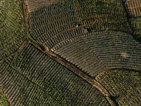 Aerial view of Glapansari Tobacco Plantation featuring lush green terraced fields and neatly arranged rows of crops in the agricultural landscape of Parakan, Central Java, Indonesia.