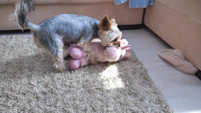 a small dog is enthusiastically playing with a stuffed animal on a carpeted floor, showcasing playful and curious behavior in a cozy indoor environment with a cardboard box nearby, close-up.