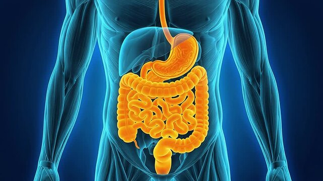3D medical illustration highlighting the human digestive system including the stomach and intestines within a transparent blue male anatomy