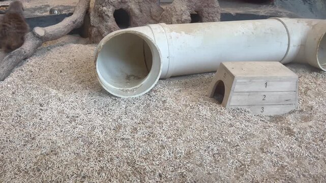 two meerkats running across sandy enclosure near tunnel and shelter, active small mongooses exploring zoo habitat, concept of wildlife, zoology, animal care