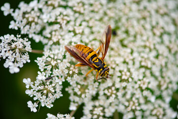 Hoverfly feeding on flower. Pollinator macro nature closeup. White blossom garden background. Summer botanical wildlife. © Svitlana