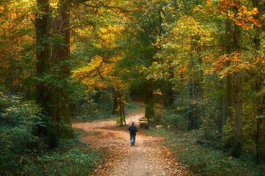 Enjoyable walk on a colorful forest path in autumn. An adult walking under beautiful trees with green and yellow leaves.