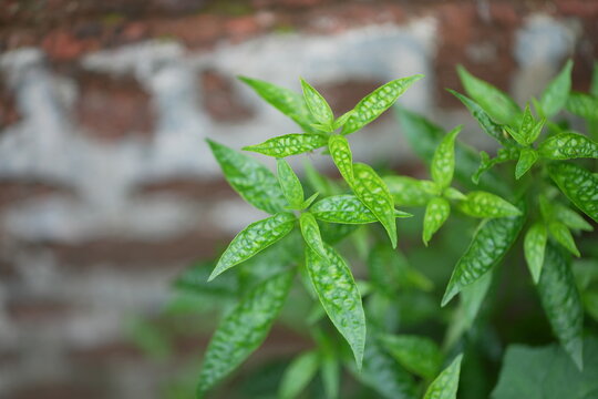 King of Bitters or Kalmegh is an Ayurvedic plant with extremely bitter leaves.