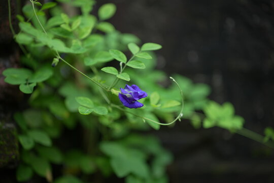 Blue ciltoria flowers are blooming.