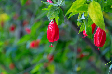 Red sleeping hibiscus flowers hanging among green foliage. Focus on botany, tropical flora, close-up, and garden. © niltonemaia