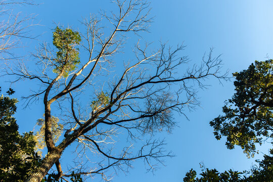 Bare tree with mistletoe against blue sky. Focus on botany, plant parasitism, ecosystem, and low-angle perspective.