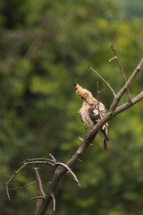 African hoopoe preens its feathers while perched on a branch, surrounded by soft green foliage in a natural habitat © Daria Gaevskaia