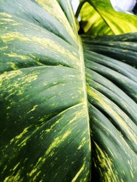 Close-Up of Variegated Tropical Green Leaves with Yellow Patterns