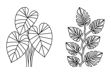 Line art drawings of tropical philodendron and monstera foliage plants with monstera © Laboni