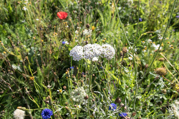 Common yarrow also know as yarrow (Achillea millefolium)  © Lenny