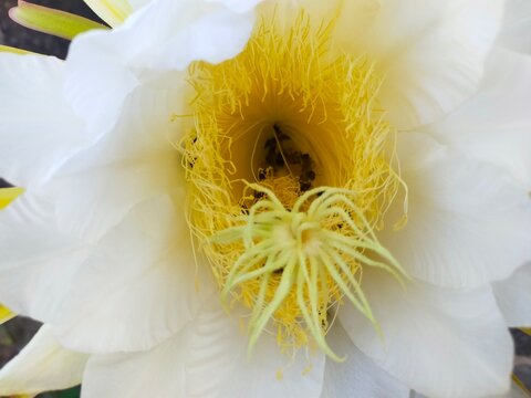 A large white dragon fruit flower blooming on a cactus plant, with long green sepals and numerous delicate yellow stamens. Several bees are collecting nectar and pollen around the flower.