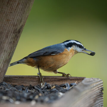 Red-breasted Nuthatch (Sitta canadensis) inside a bird feeder filled with sunflower seeds.