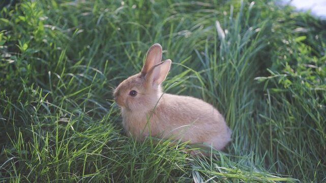 The rabbit sits in the grass, exploring its surroundings. This rabbit moves softly through the tall grass, enjoying the peaceful setting of nature.