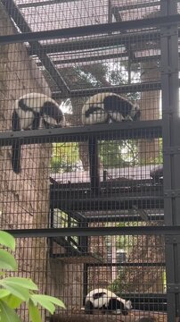 black and white ruffed lemurs in zoo enclosure at Hong Kong zoological and botanical gardens varecia variegata concept of wildlife conservation zoology and tourism