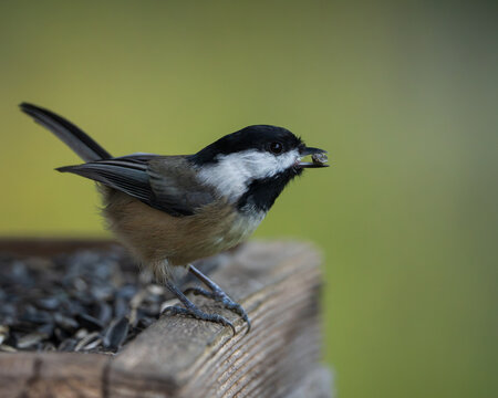Black-capped Chickadee (Poecile atricapillus) inside a bird feeder filled with sunflower seeds.