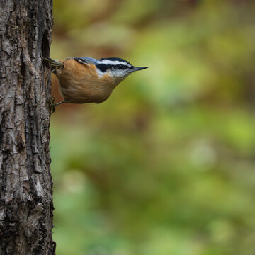 Red-breasted Nuthatch (Sitta canadensis) investigating a nesting cavity during the fall.