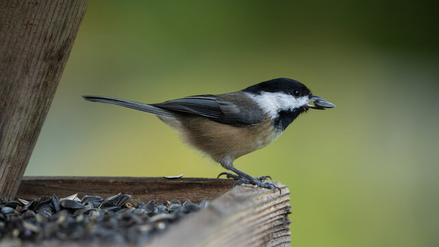 Black-capped Chickadee (Poecile atricapillus) inside a bird feeder filled with sunflower seeds.