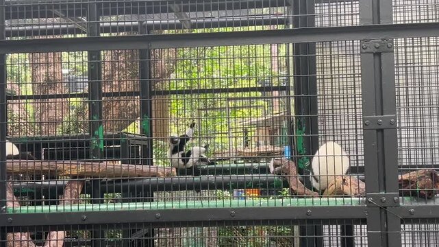 black and white ruffed lemur family varecia variegata resting and moving on branches inside enclosure at hong kong zoological and botanical gardens, concept of wildlife conservation, zoology, tourism