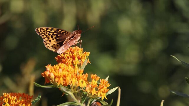 Fritillary butterfly on orange milkweed flowers.